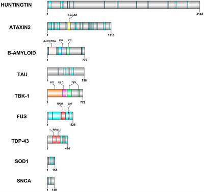 Leaderless secretory proteins of the neurodegenerative diseases via TNTs: a structure-function perspective